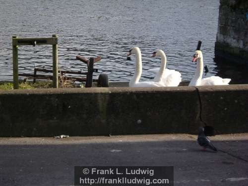 Swans